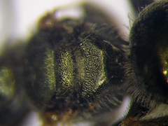 Halictus tumulorum