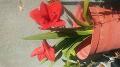 Hippeastrum reginae