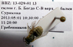 Halictus vestitus