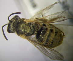 Halictus vestitus