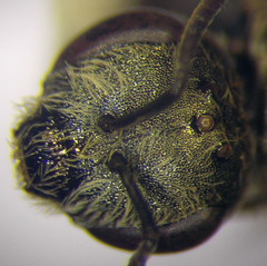 Halictus vestitus