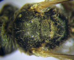 Halictus vestitus