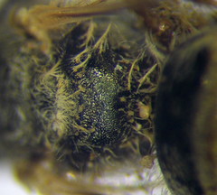 Halictus vestitus