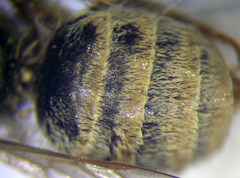 Halictus vestitus