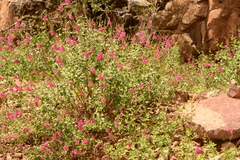 Salvia lemmonii