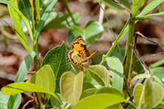 Byblia anvatara anvatara