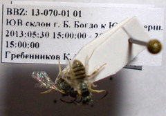 Halictus vestitus