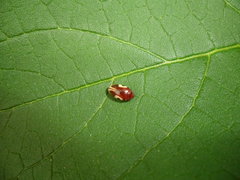 Chelonarium ornatum
