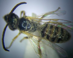 Halictus vestitus