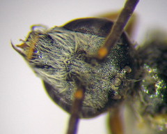 Halictus vestitus