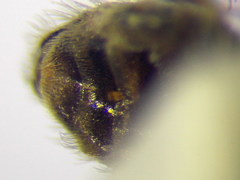 Halictus vestitus
