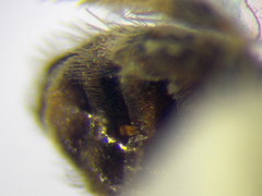Halictus vestitus