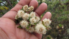 Weinmannia fagaroides