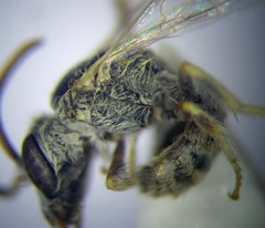 Halictus vestitus