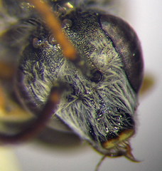 Halictus vestitus