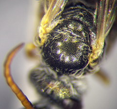 Halictus vestitus