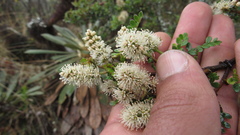 Weinmannia fagaroides