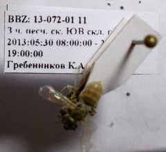 Halictus vestitus