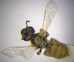 Halictus vestitus