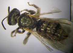 Halictus vestitus