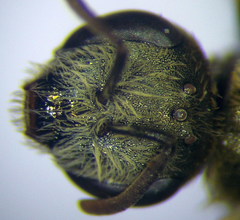 Halictus vestitus
