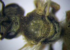 Halictus vestitus