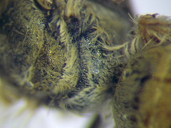 Halictus vestitus
