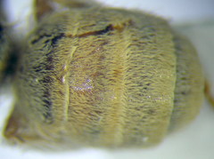 Halictus vestitus