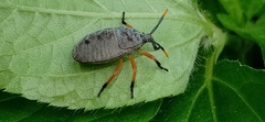Pentatomoidea