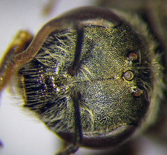 Halictus vestitus