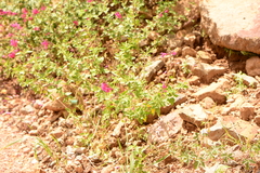 Salvia lemmonii