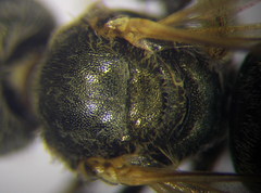 Halictus vestitus