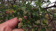 Weinmannia fagaroides