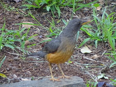 Turdus olivaceus pondoensis