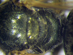 Halictus vestitus