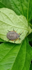 Pentatomoidea