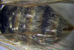 Halictus vestitus