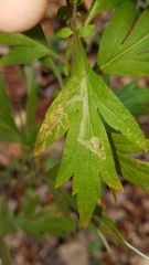 Liriomyza ptarmicae