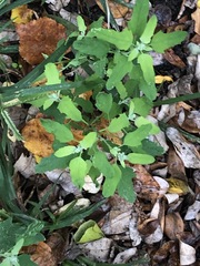 Chenopodium album