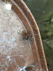 Amaurobius