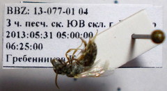 Halictus vestitus