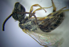 Halictus vestitus