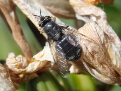 Odontomyia tigrina
