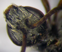 Halictus vestitus