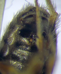 Halictus vestitus