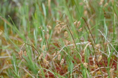 Carex magellanica