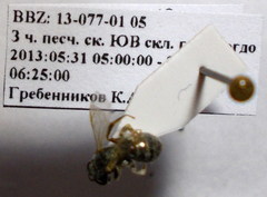Halictus vestitus