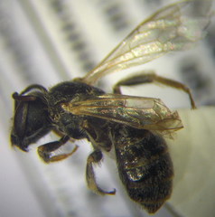 Halictus vestitus