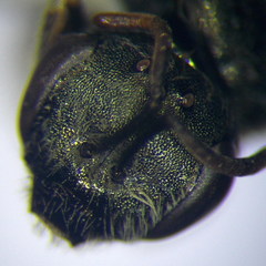 Halictus vestitus