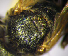 Halictus vestitus